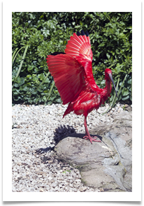 08 SA BIRD - Jan Hodson